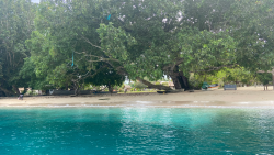 Clear blue ocean water and low hanging trees in the background (Pacific).