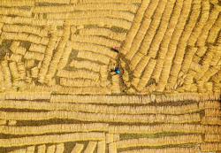 Farmers in Bangladesh, aerial shot.