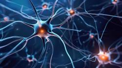 Image of dark blue motor neurons linked with a red glow in the middle