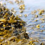 Seaweed on beach