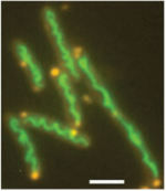 Eukaryote steroid biosynthesis