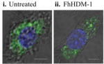 Peptide FhHDM