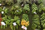 Bananas