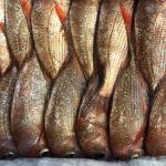 Orange toned fish neatly packed on ice