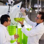Mathieu Pernice and Luong Ngoc Nguyen with algae