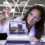 Coral research in the lab