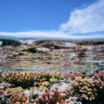 Coral on Herron Island