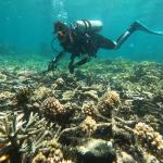 Diving on the reef