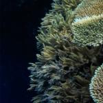 Underwater coral reef