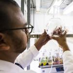 A UTS scientist looks at seaweed in a glass bowl