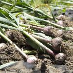 Pile of garlic bulbs