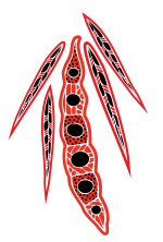 Girra Maa wattle seed artwork