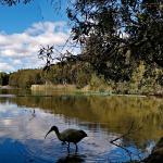 Water view with water bird