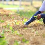 planting seedlings