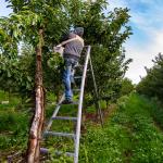 fruit picker