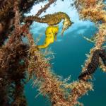 seahorse